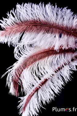 Strauß mit bronzenem Federkiel – 30-40 cm – weiss